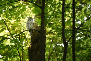 Owl in a deciduous tree