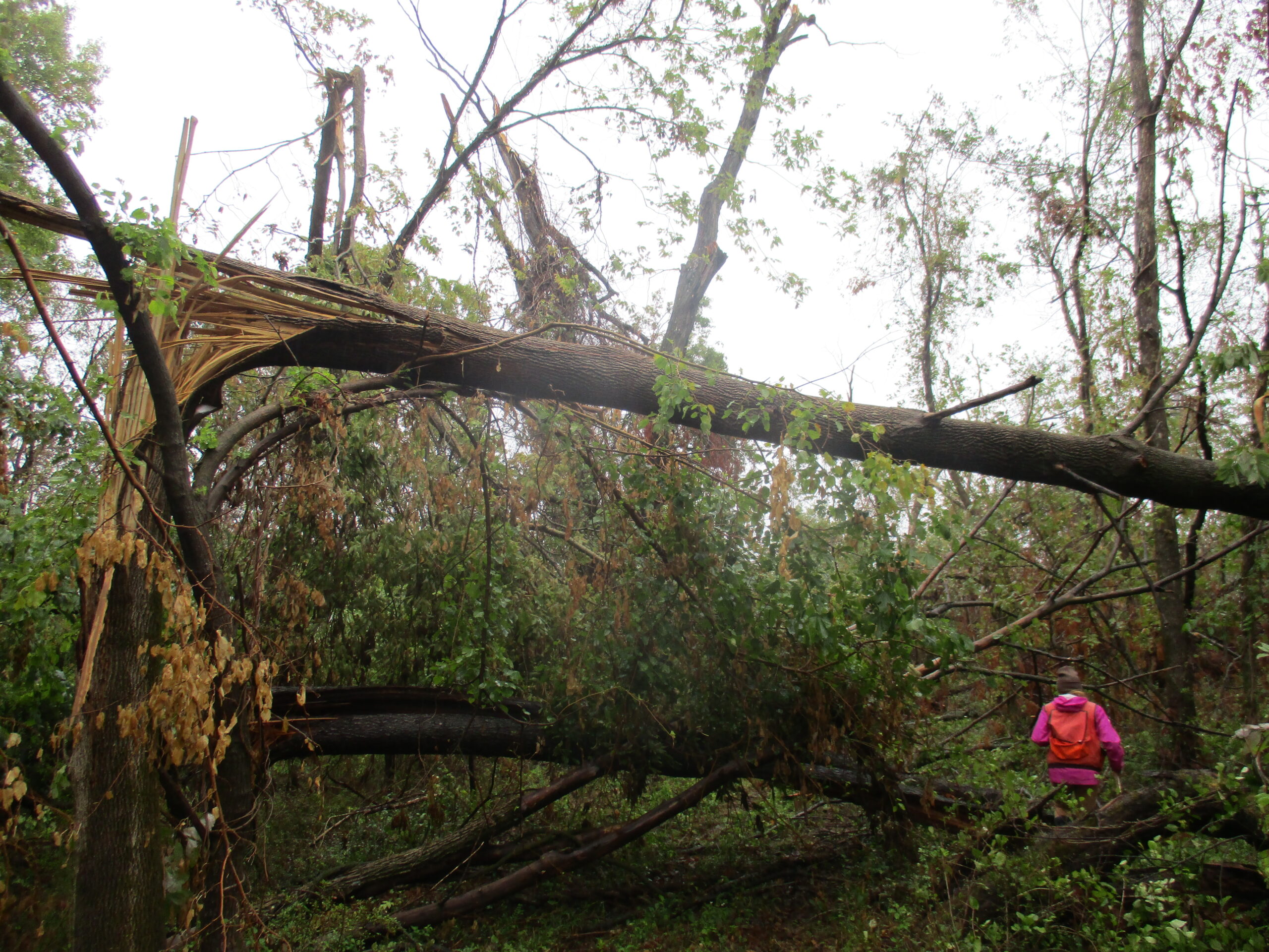 A downed tree after the storm