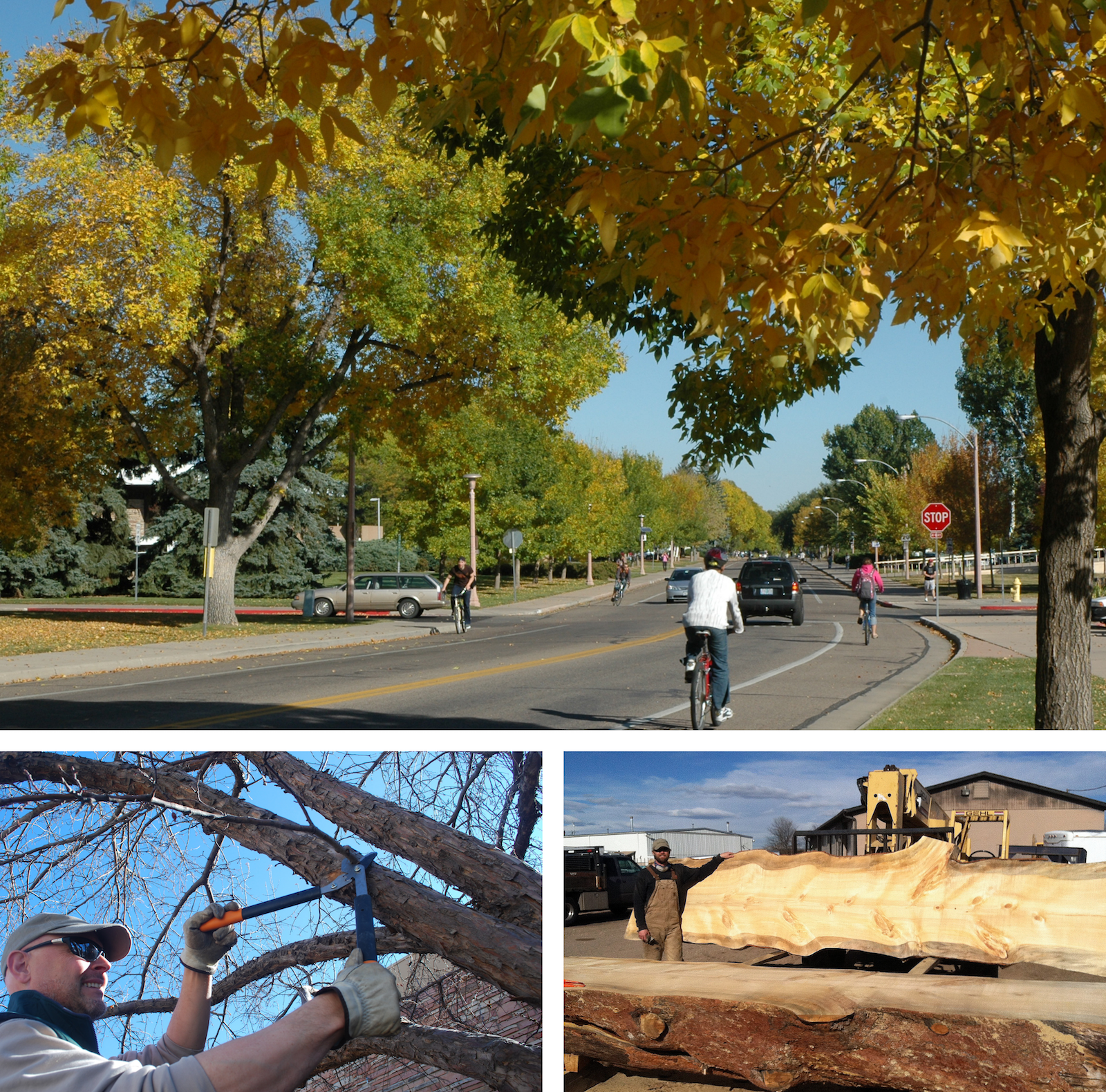 bikers on a tree-lined street, someone pruning a tree, and a log cut in half