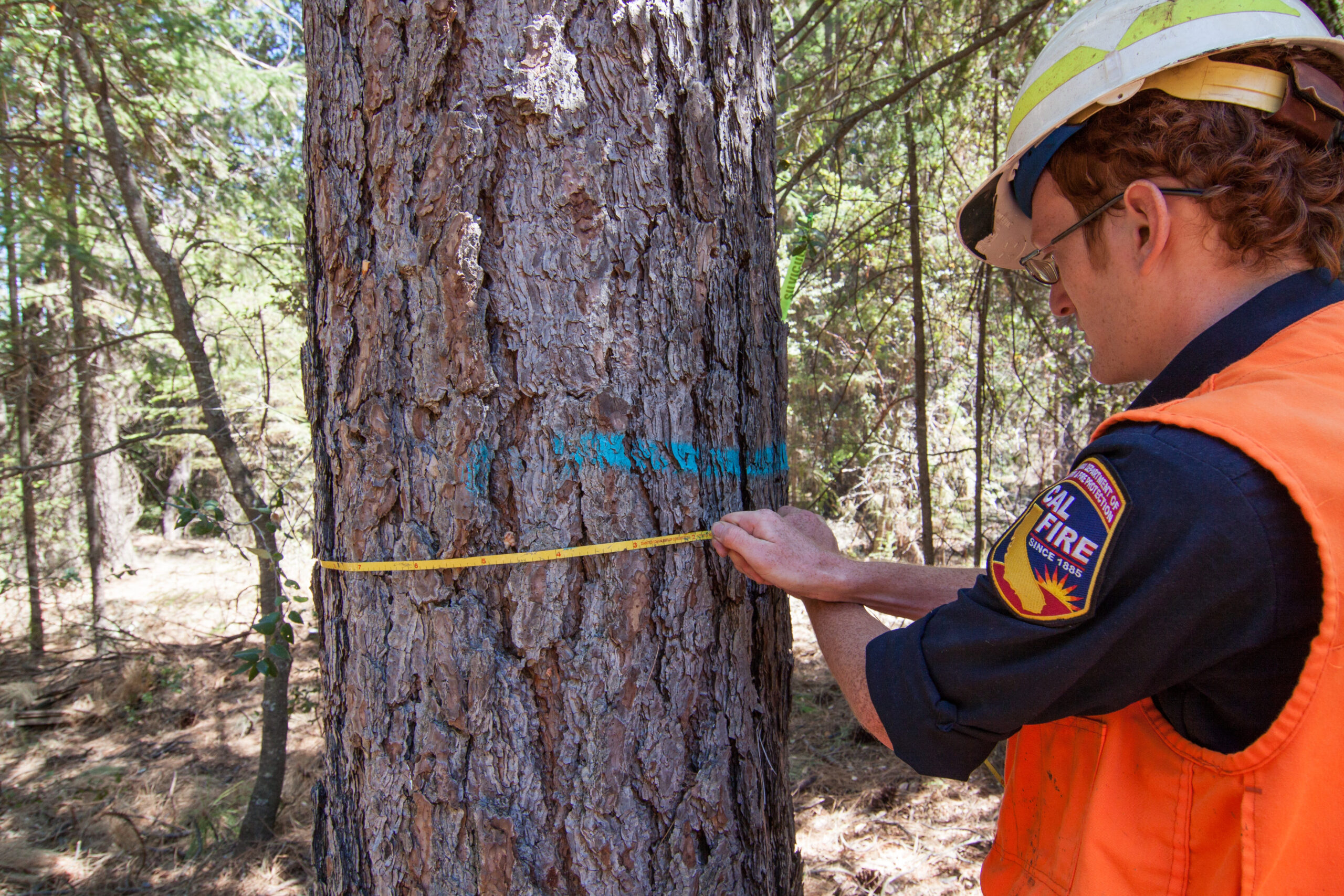 A forestry technician measuring a tree