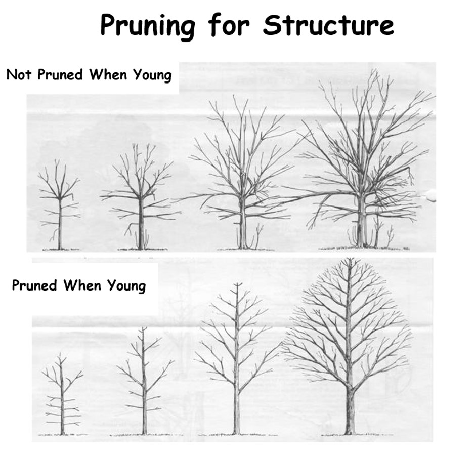 Pruning for structure