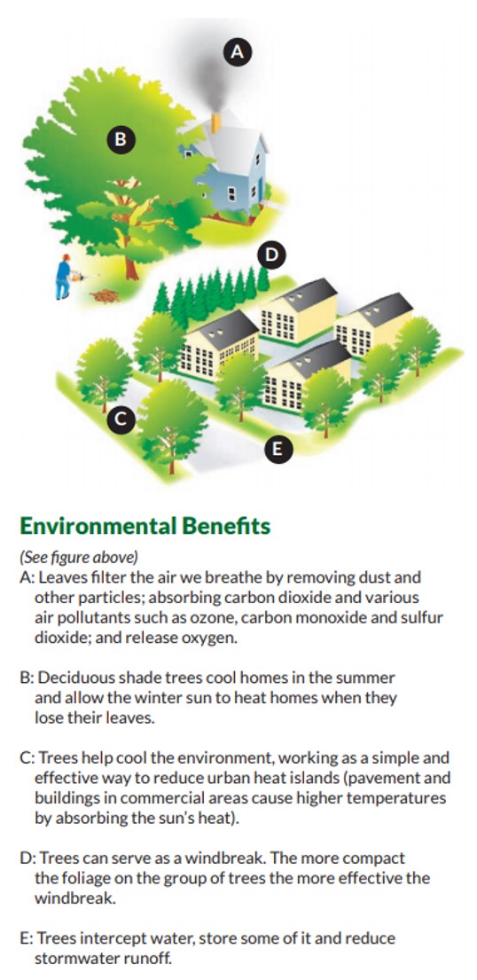 Environmental Benefits of Trees