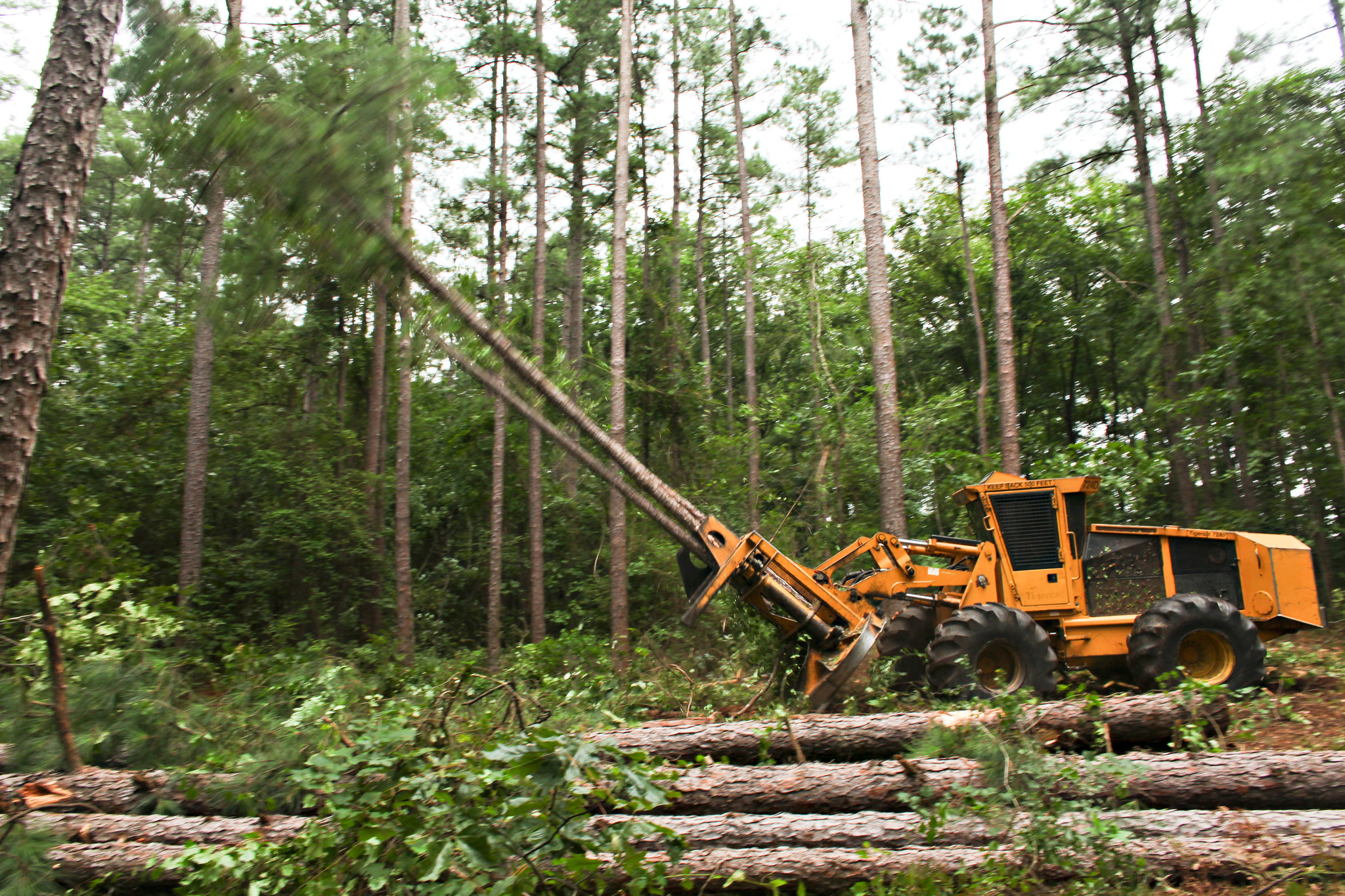 Feller buncher harvests pines in South Carolina