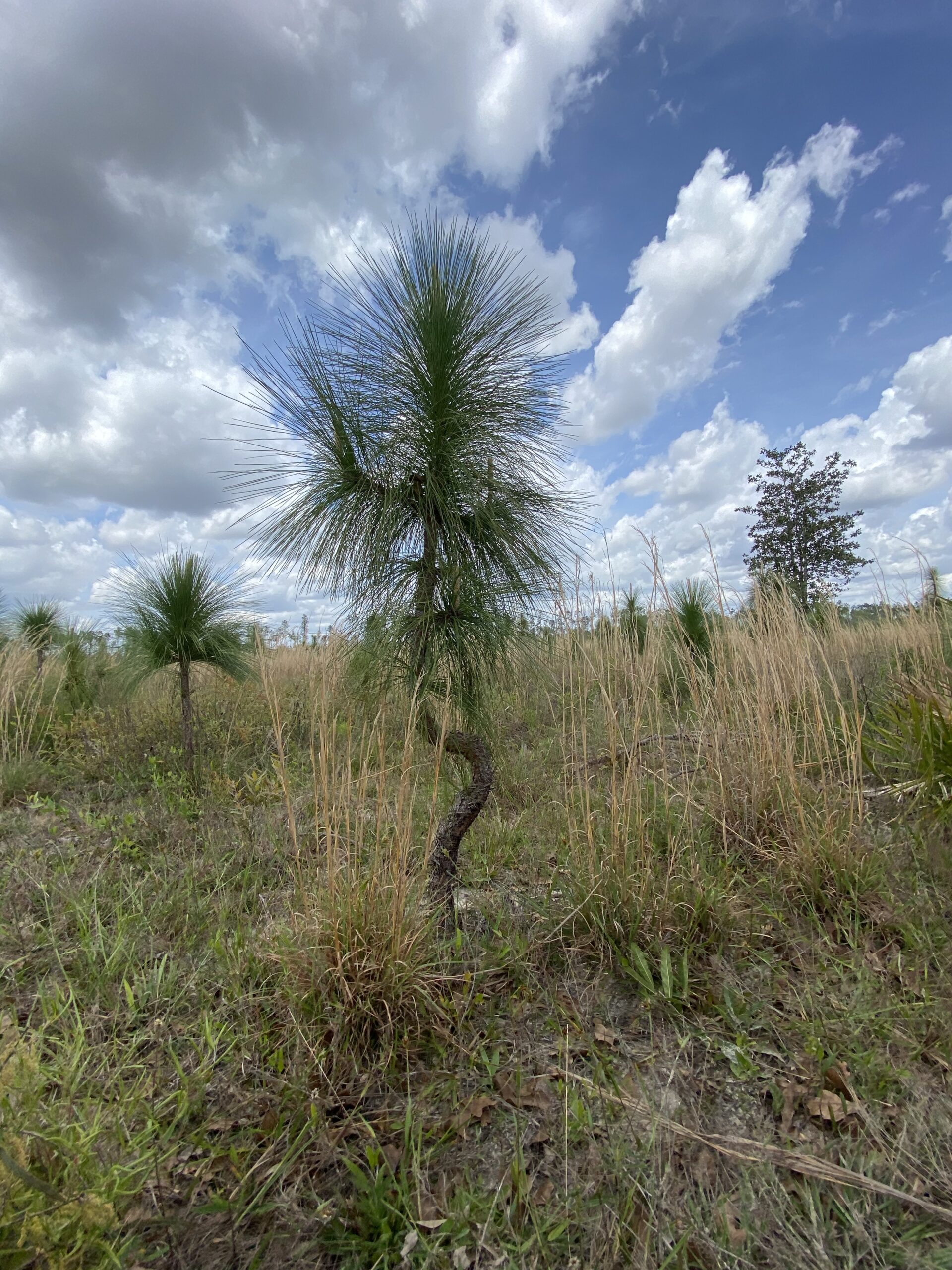 A growing sapling with a bent trunk from Hurricane Michael