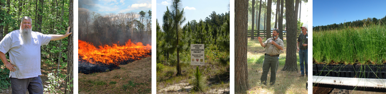 Images showing forest management