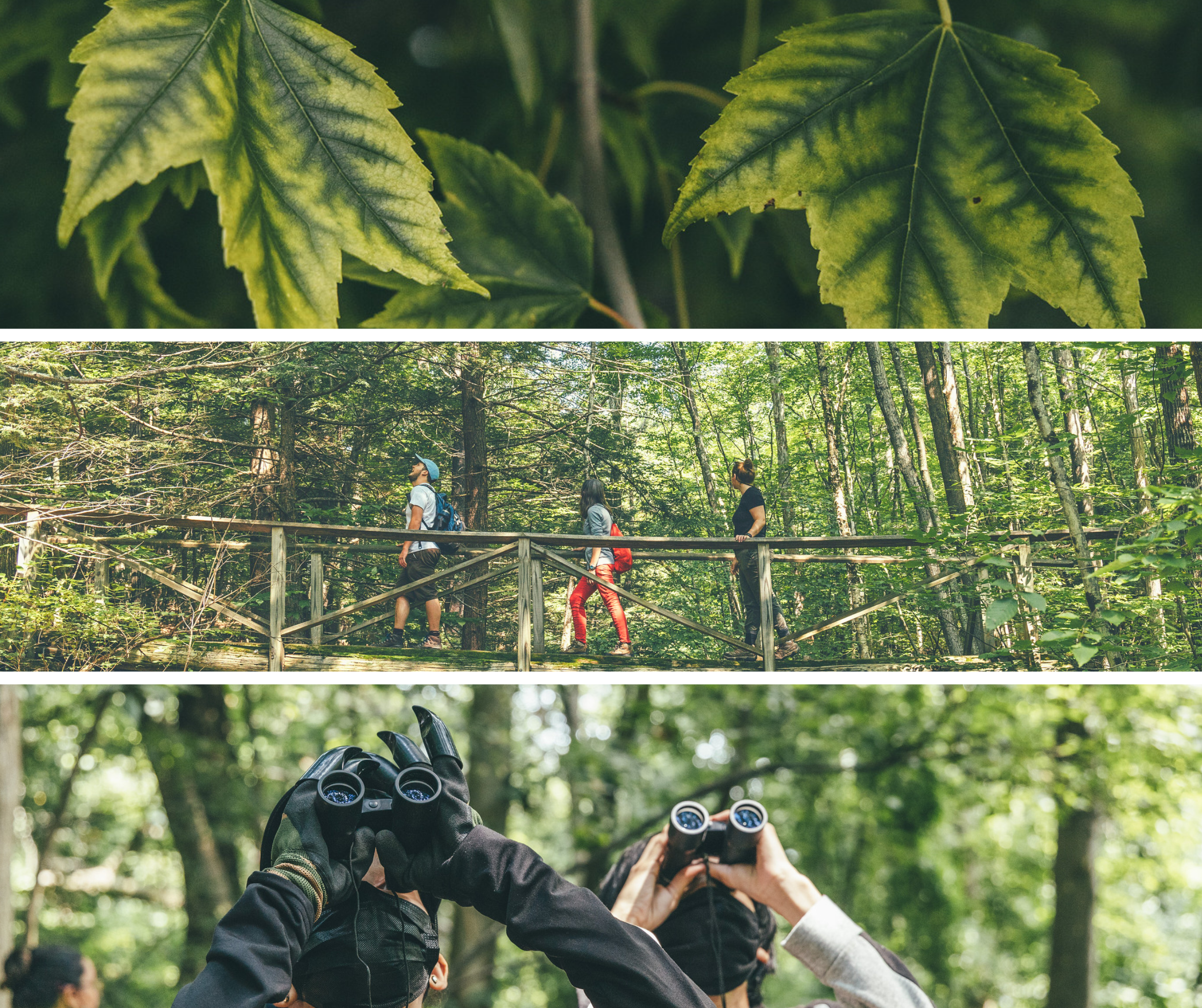 Three horizontally oriented photos showing a macro image of tree leaves, three people walking across a forest bridge, and two people looking through binoculars in a forest