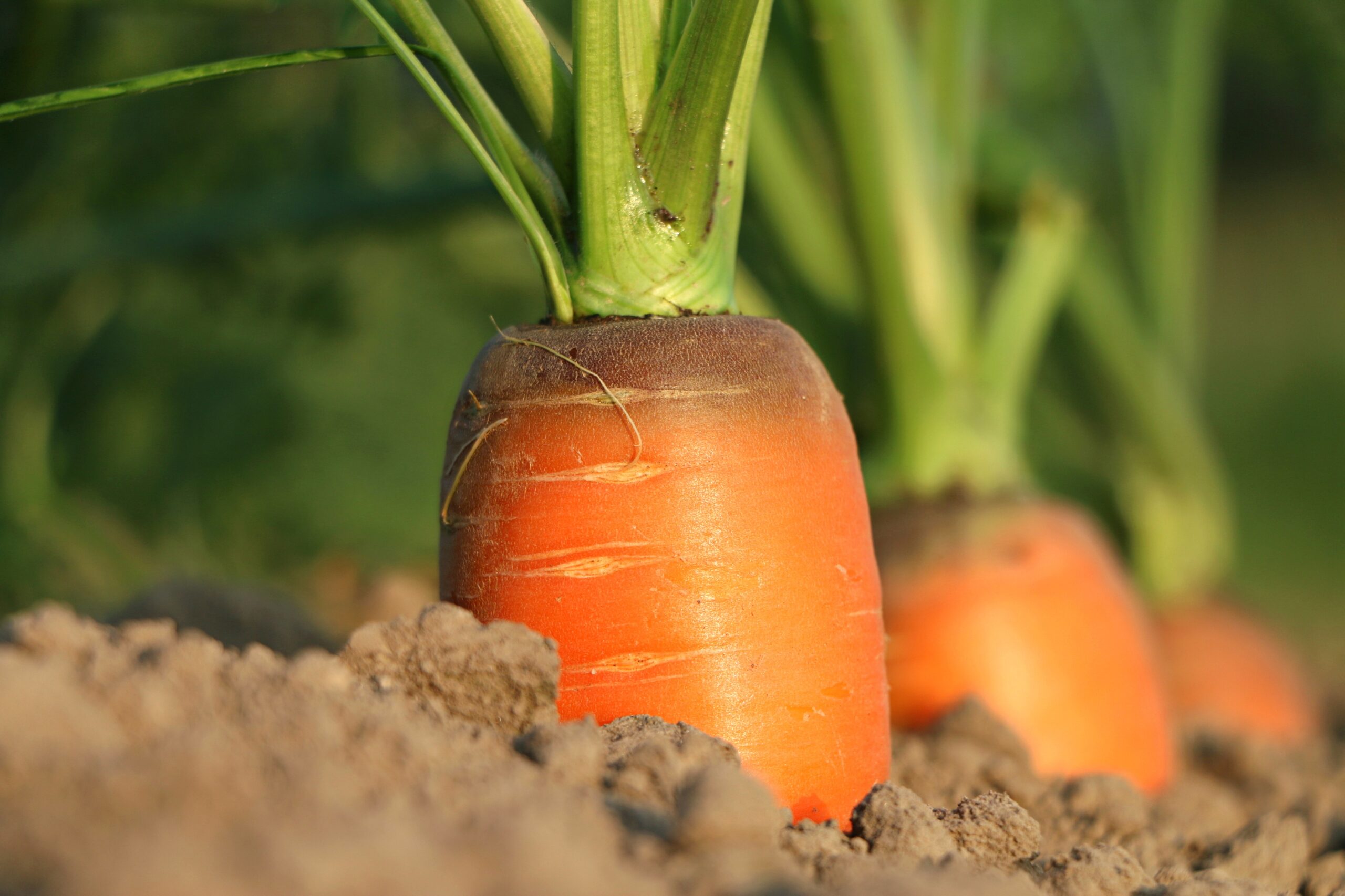Photo of the top of a carrot sticking out of the soil