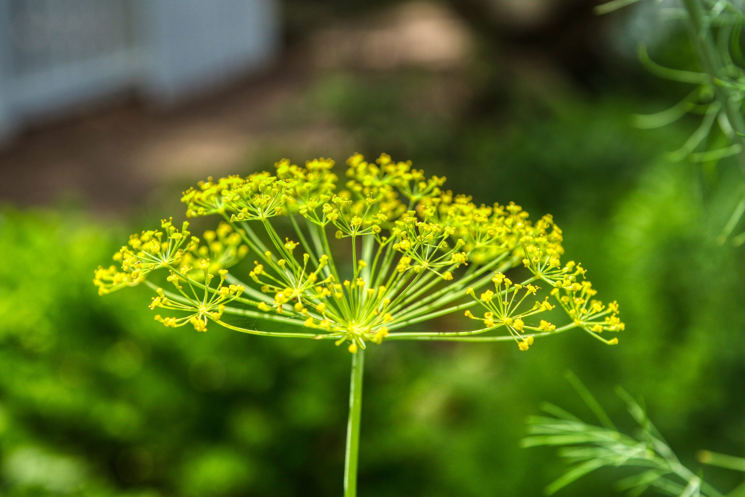 Yellow flower of a dill plant