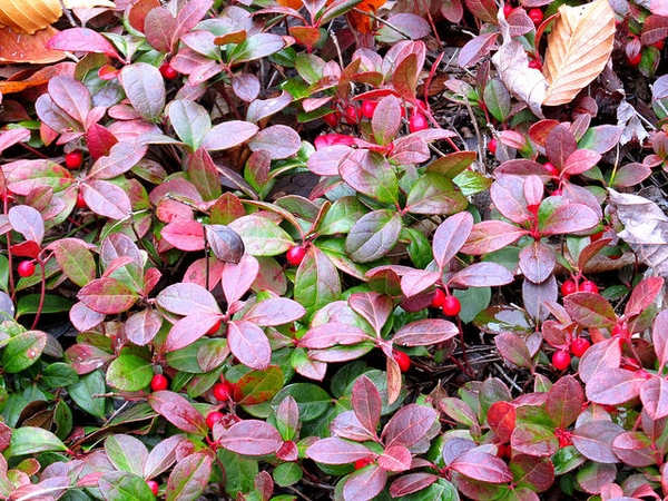 Photo of ground-covering plant with red berries, commonly called the American Wintergreen
