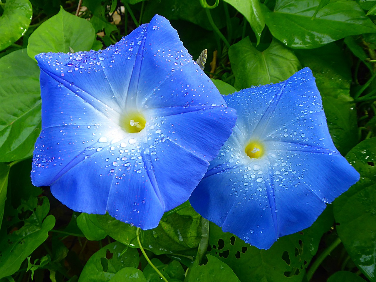 Photo of a bright blue morning glory plant flower