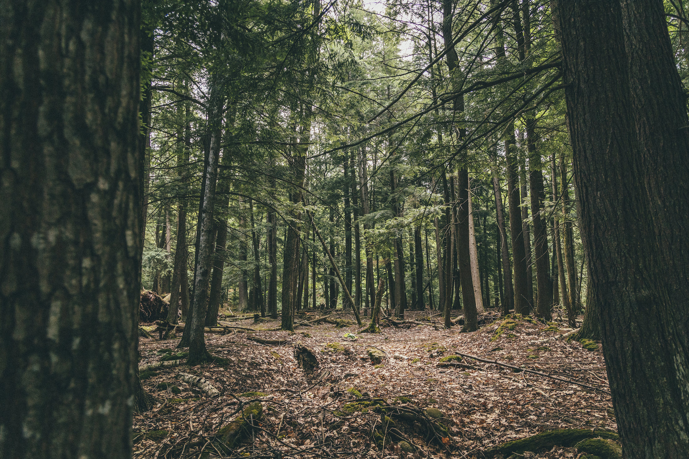 Pyll i përzier i hemlockit në Michigan