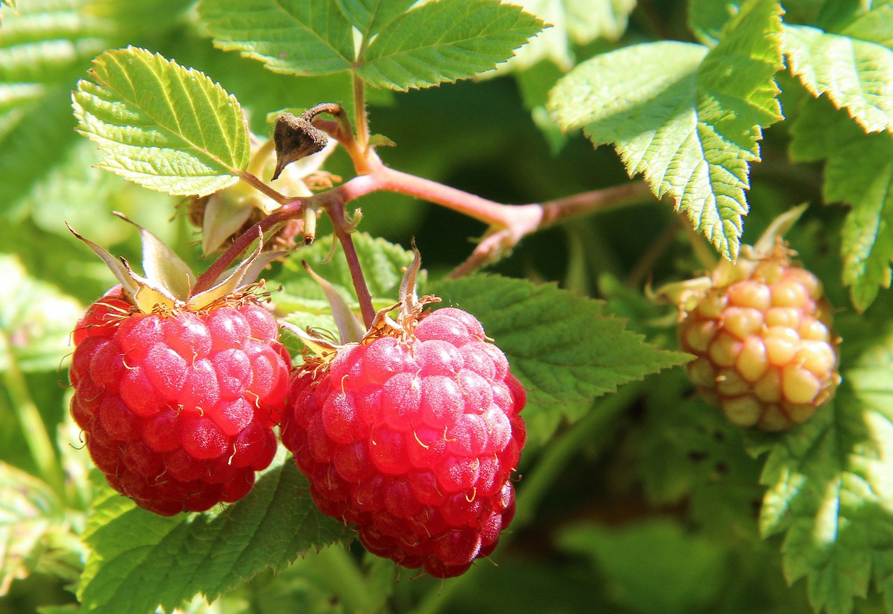 Photo of ripe and not-so-ripe raspberries