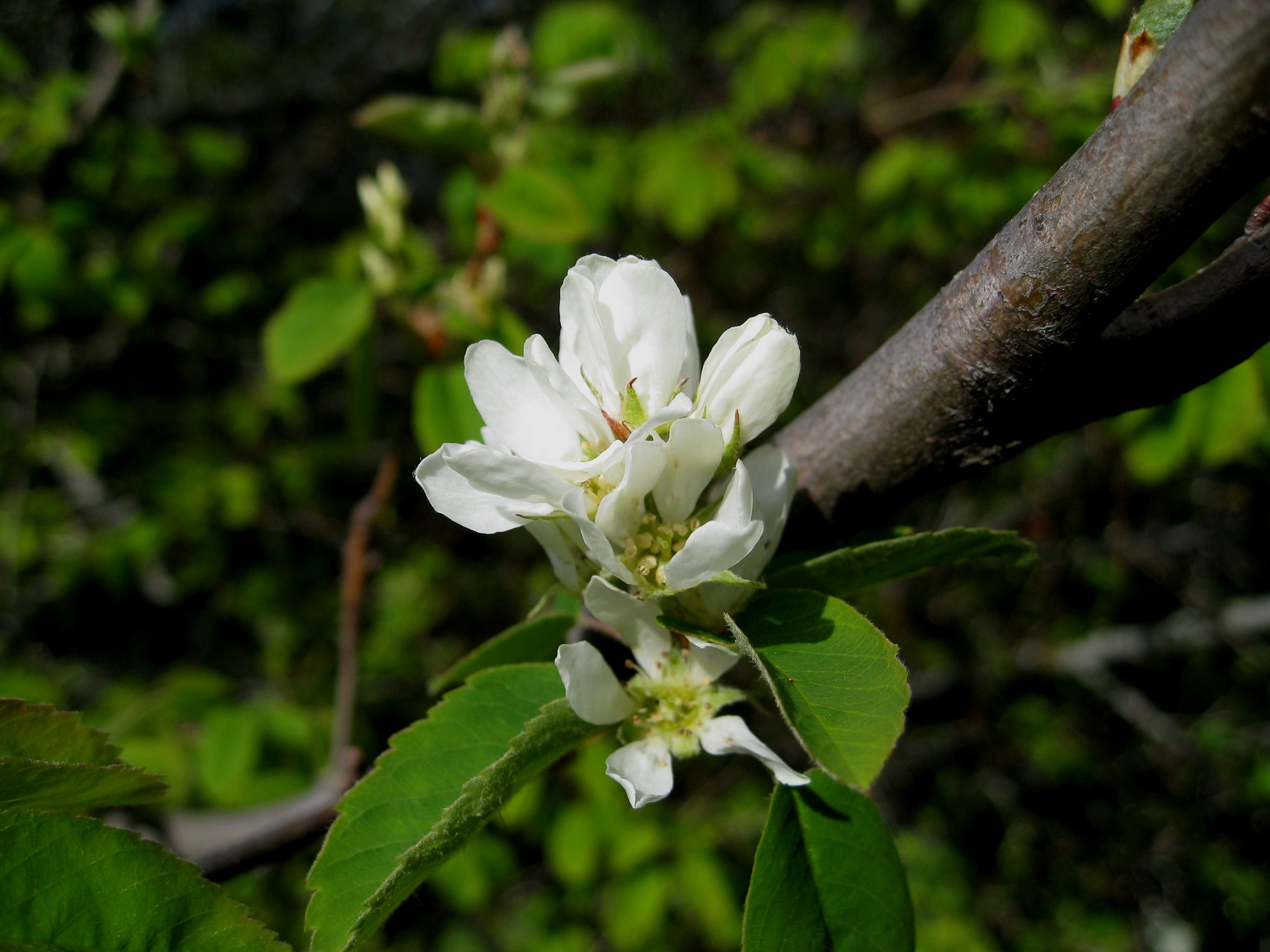 Photo of a white serviceberry bloom