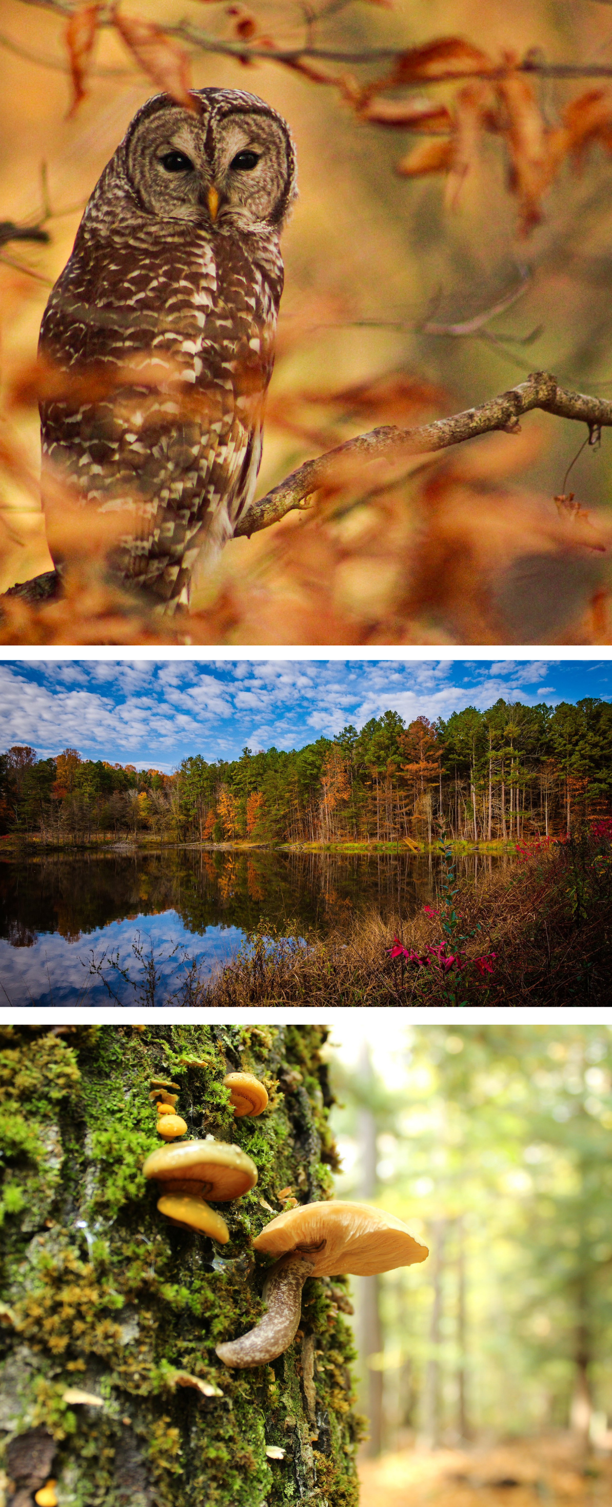 Montage: Top photo is of an owl in a tree; middle photo is a lake or pond surrounded by forest; last photo is a close-up of fungi on a tree