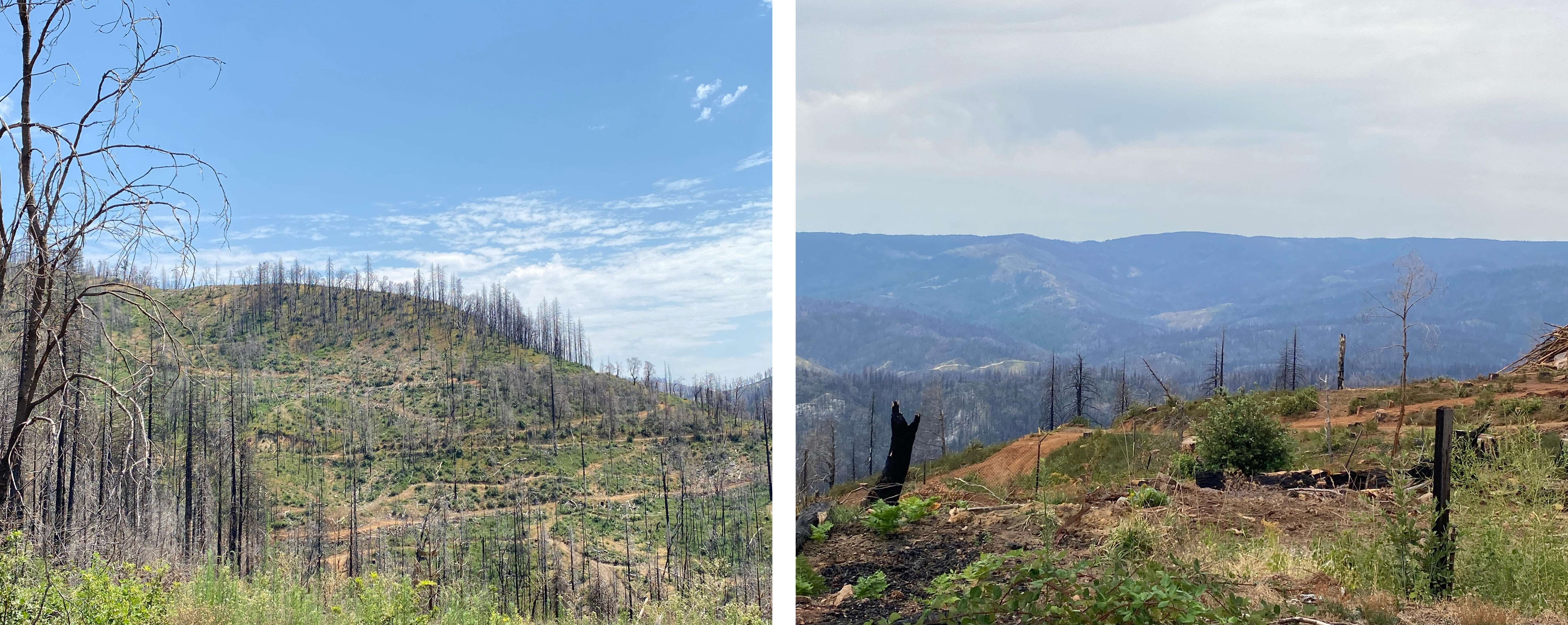 Two photos depicting burning over the forest one to two years after the fires