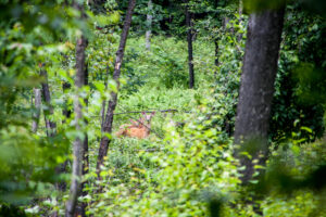 Deer in Pennsylvania forest