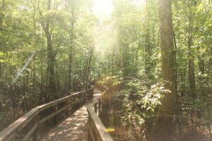 Sun rays beam through thick trees over a wooden raised walking trail.